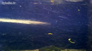 Воблер DUO Grace Minnow Elena. Подводная съемка. Underwater