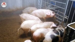 Миллион на свиньях.Свиньи на откорм . Поросята породы пьетрен.