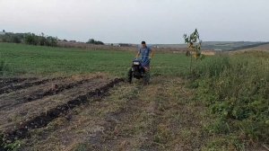 Копаем картошку легко плугом Zubr-10