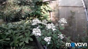 ВСЕ наши ГОРТЕНЗИИ/розы/ ЛИЛЕЙНИКИ/Обзор 03.08.19