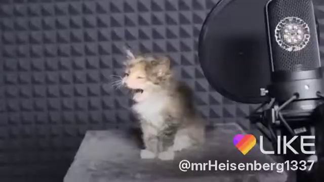 Удивительно такие маленькие котики так замечательно поют