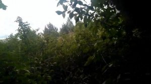 Ловушка сработала.Первый рой сезона 2021.Пчеловодство.