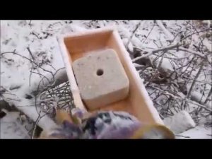 Солонец для косуль через неделю. Кто там только не был? Правильно- КОСУЛИ. Видео на 3 минуты