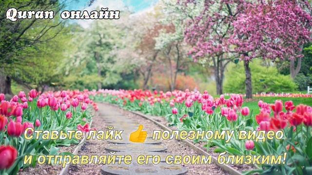 Сура Ясин слушайте перед сном спокойствие на всю ночь смотреть онлайн