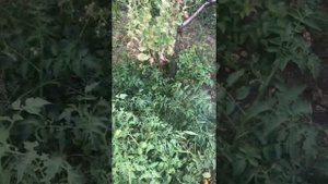 Кустовой томат 2021 открытый грунт без полива и подкормок