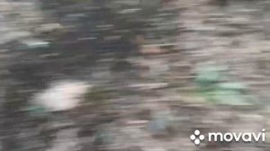 Фазан на петли . Ловля фазана на петли.29.09.2021