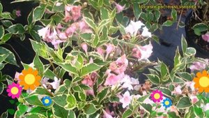 Вейгела цветущая Нана Вариегата. Краткий обзор, описание weigela florida Nana Variegata