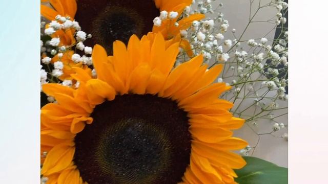 Букет из подсолнуха и гипсофилы М (к 1 сентября) смотреть онлайн