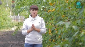 Абрикос Кичигинский - золотой стандарт северного абрикоса !