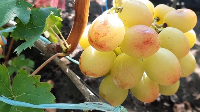 НОВИНКА!!! ГФ Винограда КРАСНОЩЁКИЙ (Калугин В.М.). 06.09.2023г. смотреть онлайн