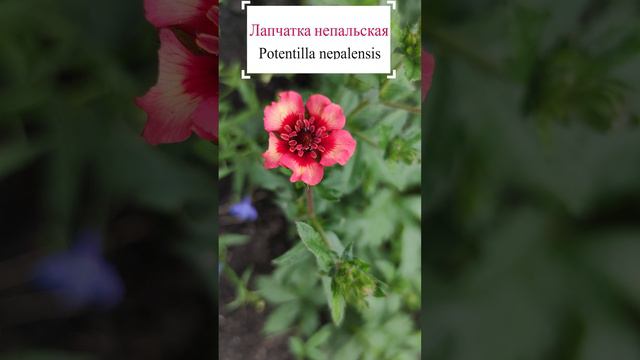 Лапчатка непальская (Potentilla nepalensis).🌺