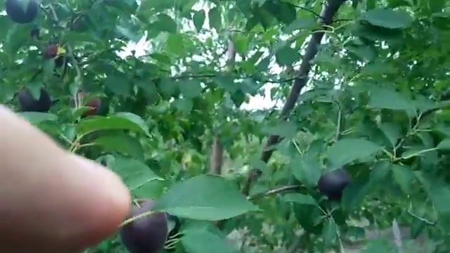 Черный абрикос сорт Монарези. Дегустация смотреть онлайн