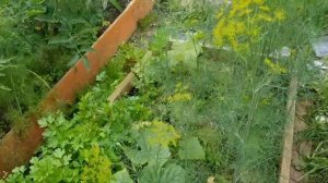 ?ТОМАТЫ В ОТКРЫТОМ ГРУНТЕ   ?СУПЕР УКРОП ?