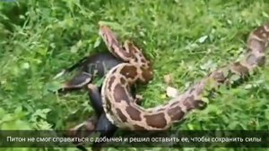 Питон целиком съел огромную собаку но потом передумал