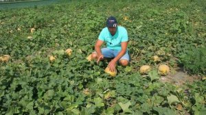 Дыня Анна Макс F1  Обзор