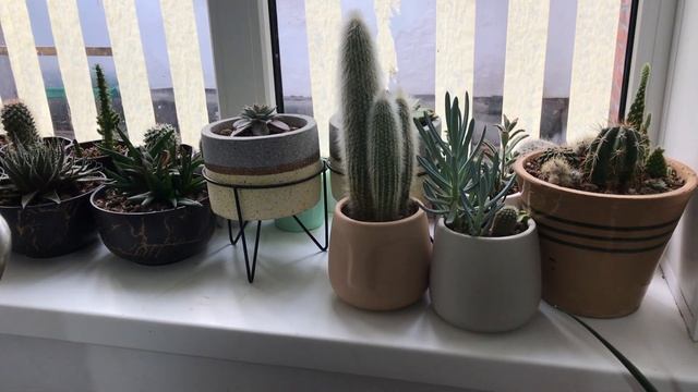 Дела весенние. Март. Выношу суккуленты и кактусы, лук шалот в летнюю кухню. смотреть онлайн