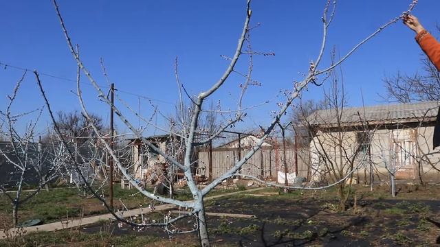 Формировка абрикоса смотреть онлайн