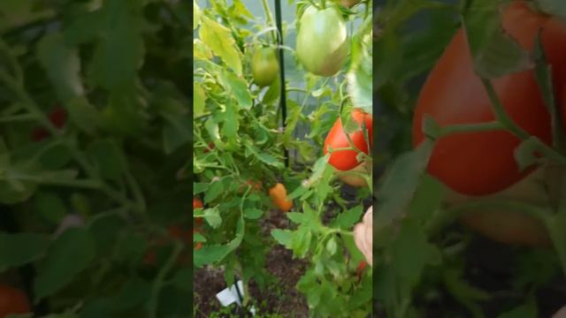 14.08.23 что происходит в саду после 2х недельного отсутствия. смотреть онлайн