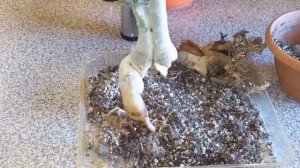 Адениум корневая гниль и лечение ..И прекрасные цветы!