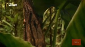 Мир ? диких животных. Амазонка