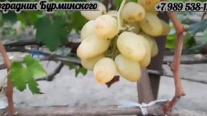 НОВИНКА!!! ГФ. Винограда ЭСТЕЛЛА (был 55-2-11) (Калугин В.М.).