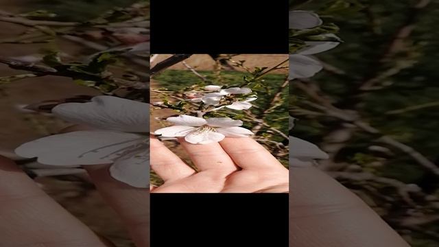 VID_20240411_114001.mp4