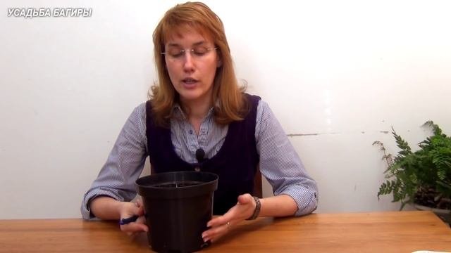 Имбирь. Первые всходы.