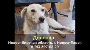 Пропала собака ! Девочка , Новосибирская область , г. Новосибирск