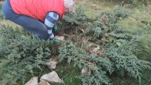Обрезка казацкого можжевельника осенью.