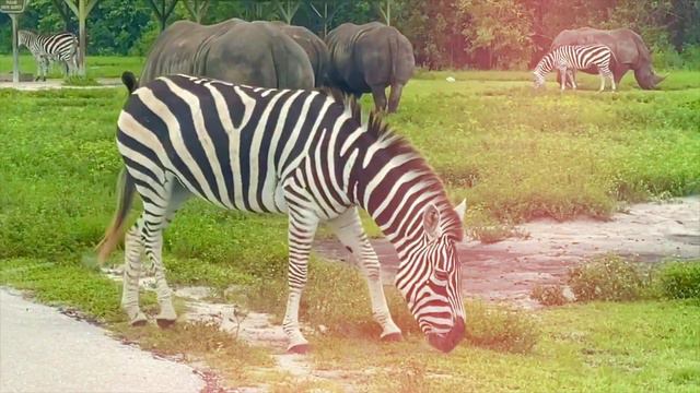 Очень смешное видео для детей о поездке на машине по Сафари с дикими животными