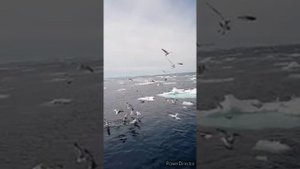 Краболов. Краболовная шхуна. Александр Бируля выпускник ЛМУ МРХ. Лов краба в  Охотском море.