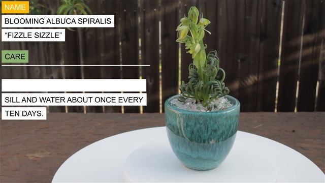 Blooming Albuca Spiralis “Fizzle Sizzle” смотреть онлайн