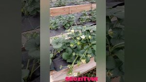 Как выращивают клубнику в Сибири. Тюмень 2020 прогулка на теплице