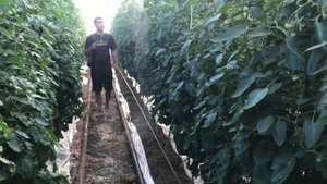 Биопрепарат Фитоверм против вредителей