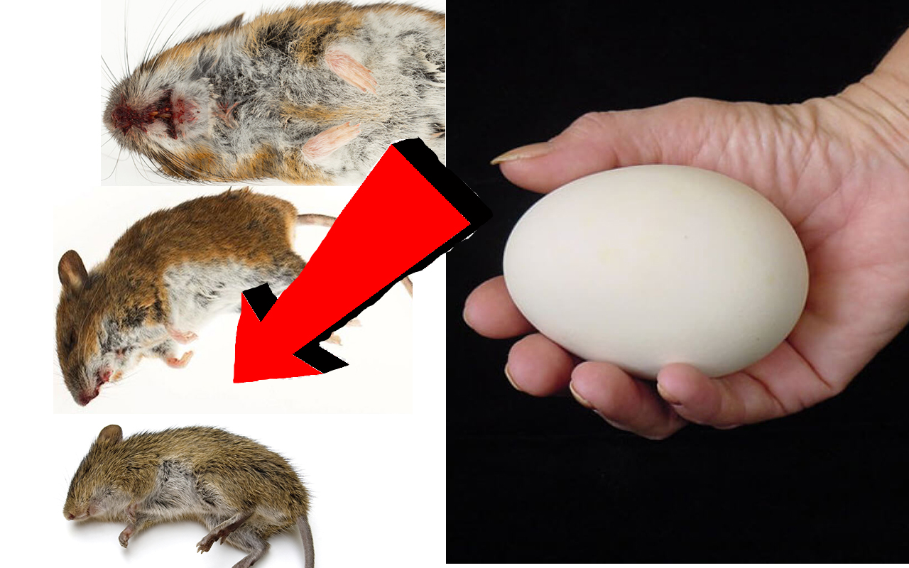 Способы избавиться от мышей. Борьба с мышами. Грызуны крысы. Первые крысы. Мыши крысы как избавиться.