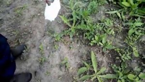 Ураган против сорняков.