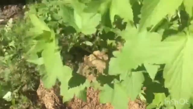 Изготовление кругов из чистотела