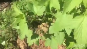 Изготовление кругов из чистотела