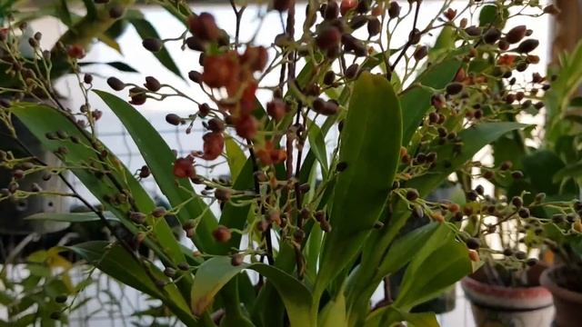 ONCIDIUM TWINKLE Cuidados(TODO EL PROCESO DE FLORACION) смотреть онлайн