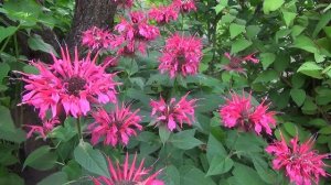 Монарда. Monarda.