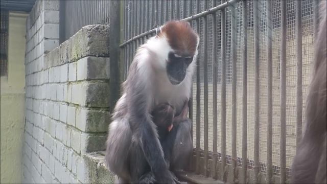 Kaelusmangabei nädalavanuse pojaga смотреть онлайн