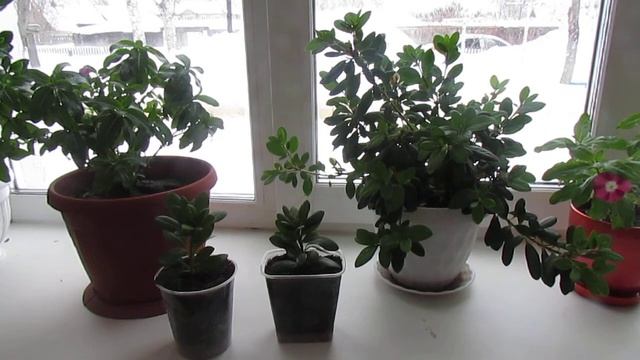 АЗАЛИЯ! После укоренения. смотреть онлайн