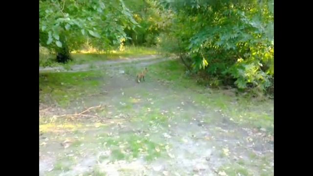 Лиса в городе. Лиса на улице. Дикие лисы в городе! смотреть онлайн