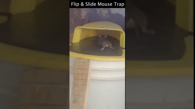 The Amazing Flip & Slide Mouse Trap - Non Stop Mouse Catches. Mousetrap Monday Short