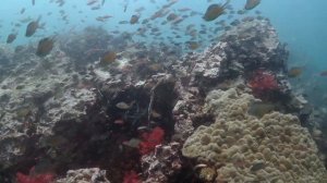 Diving At Shark Point Phuket