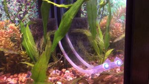 Запуск аквариума на 130 литров часть 2