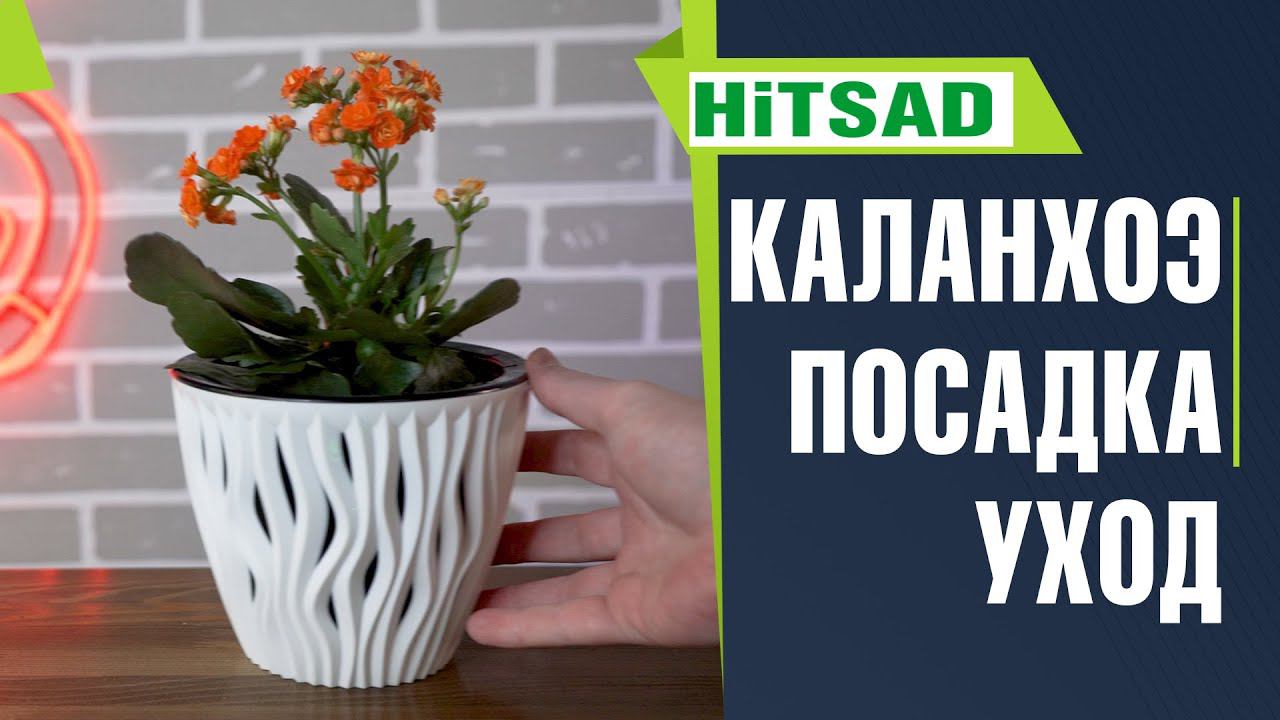 Правильный уход за КАЛАНХОЭ Болезни и вредители каланхоэ
