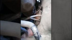 Как поменять заднюю опору двигателя на Geely Emgrand EC7 JL4G15