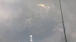 ЛОВЛЯ ОСЕТРА В ЧЁРНОМ МОРЕ