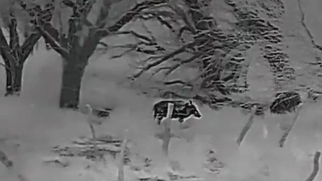 Caza de Jabali con Monocular termico Hikmicro OWH OH35. смотреть онлайн